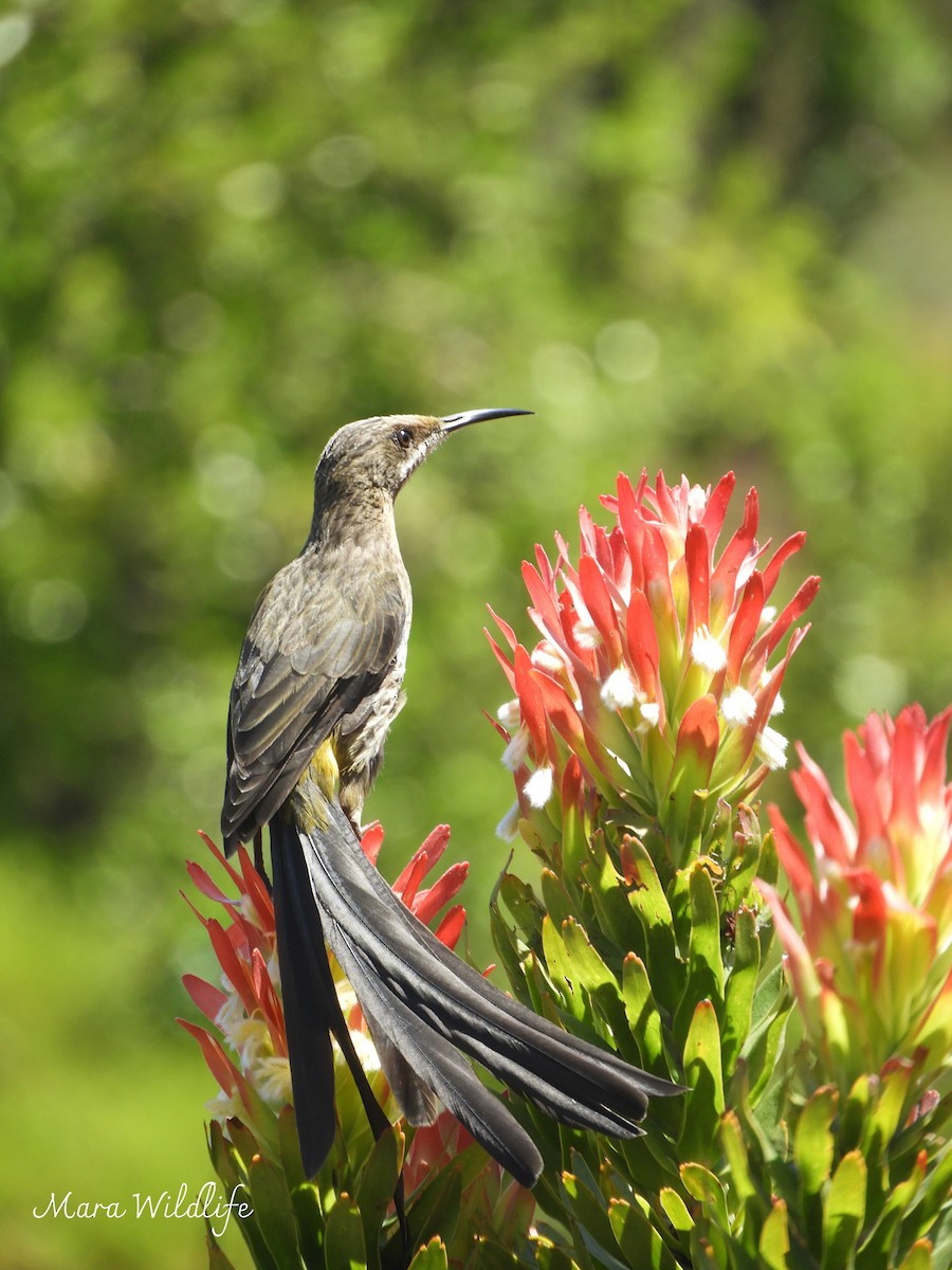 Cape Sugarbird - ML644646476