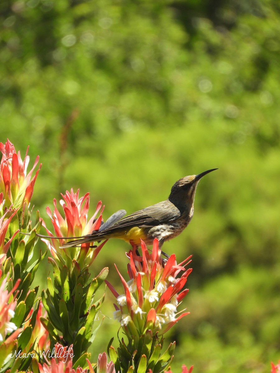 Cape Sugarbird - ML644646477
