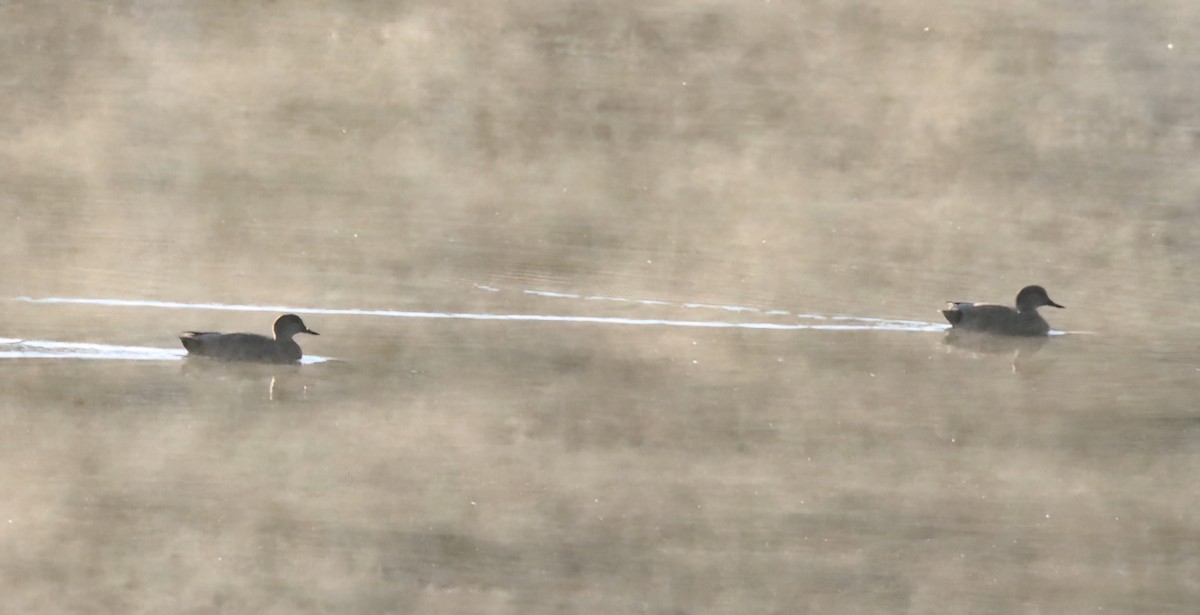 Gadwall - ML644646478