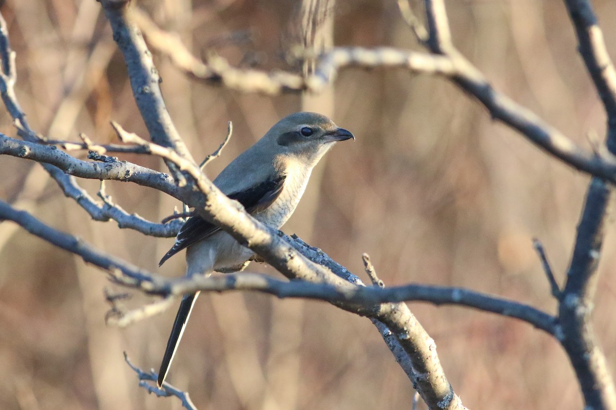 ťuhýk severní - ML644646479