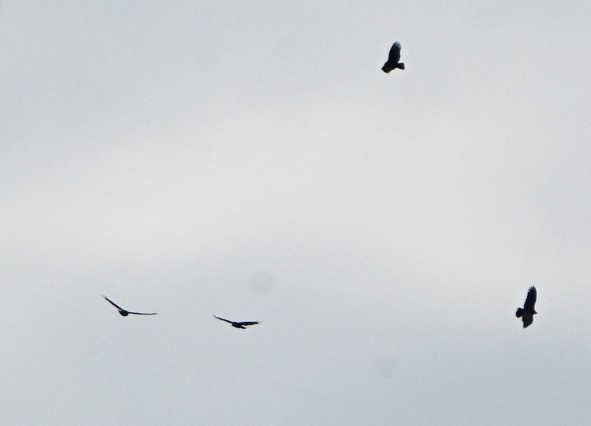 Zopilote Negro - ML644646482