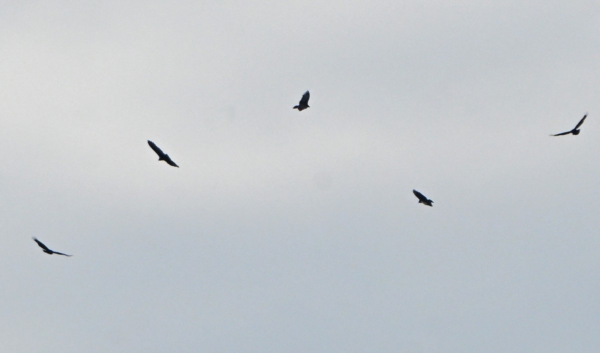 Zopilote Negro - ML644646483