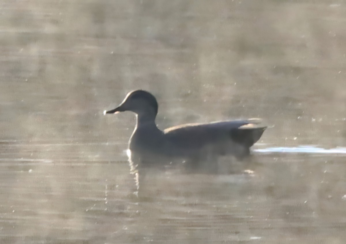 Gadwall - ML644646484