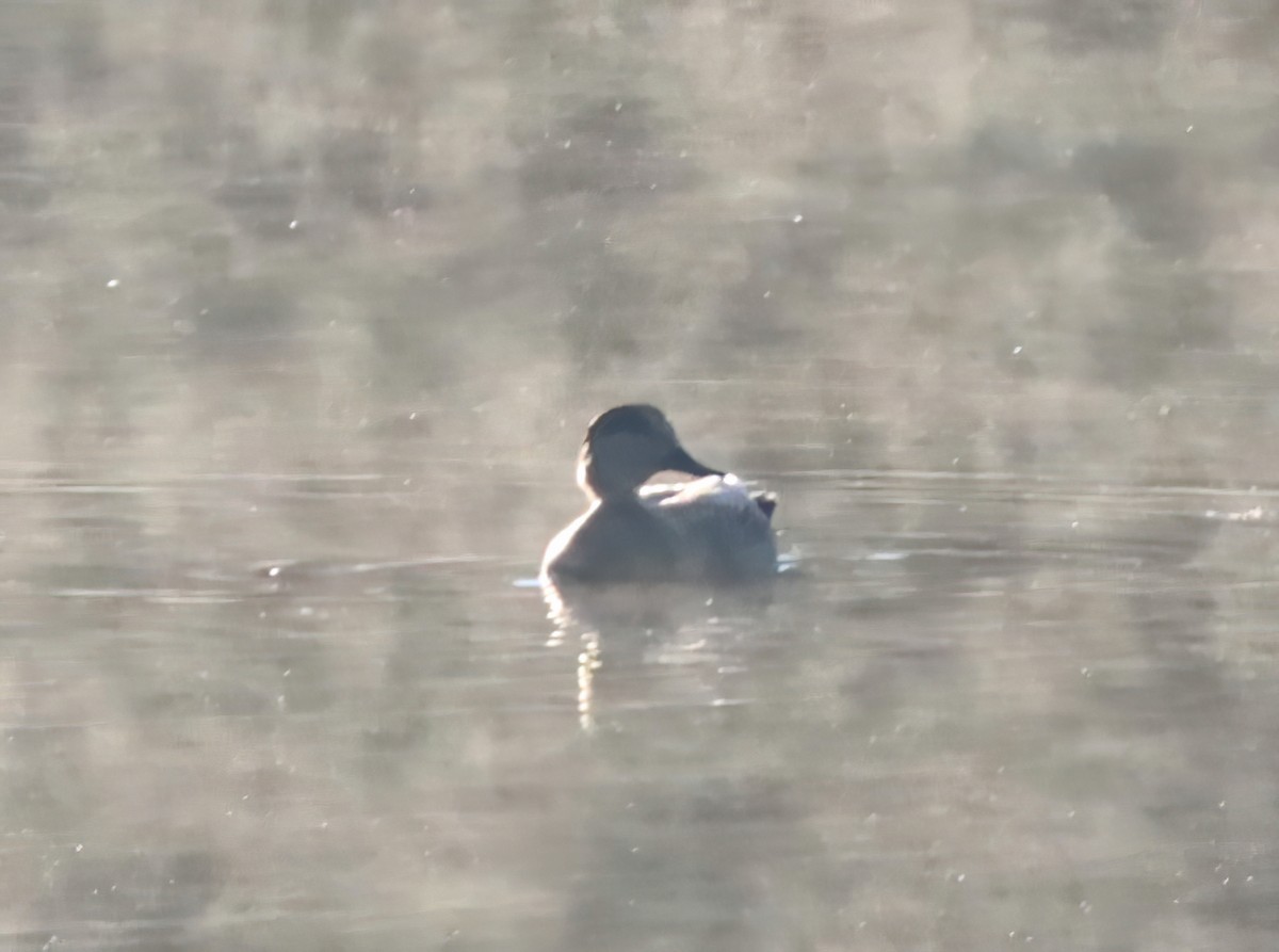 Gadwall - ML644646486