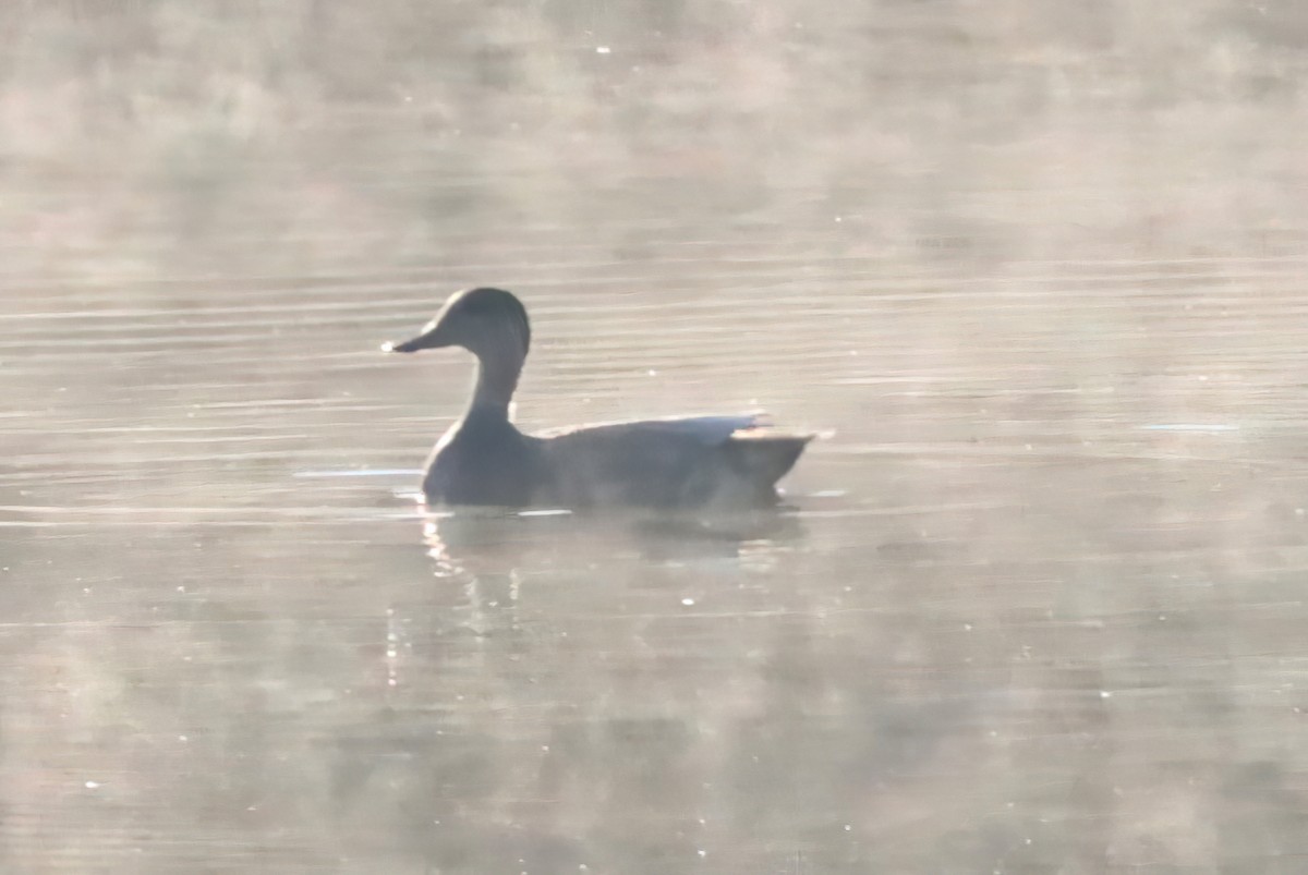 Gadwall - ML644646494