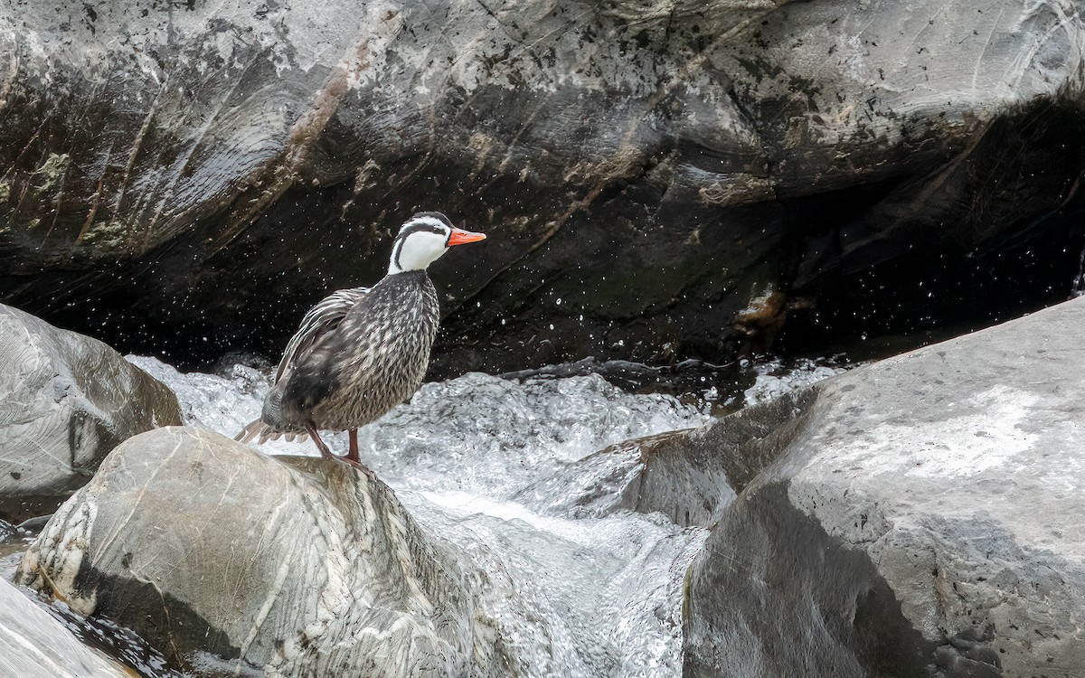 Torrent Duck - Andy Walker - Birding Ecotours