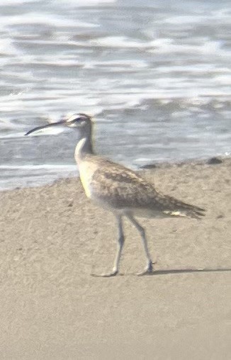 Hudsonian/Eurasian Whimbrel - ML644646505