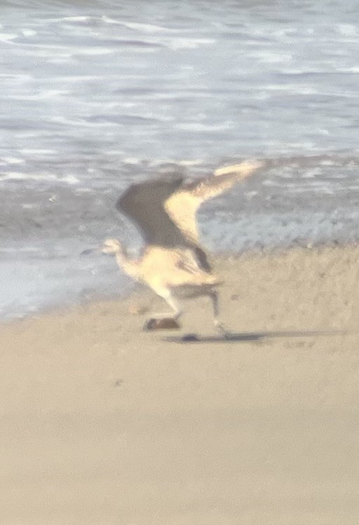 Hudsonian/Eurasian Whimbrel - ML644646506