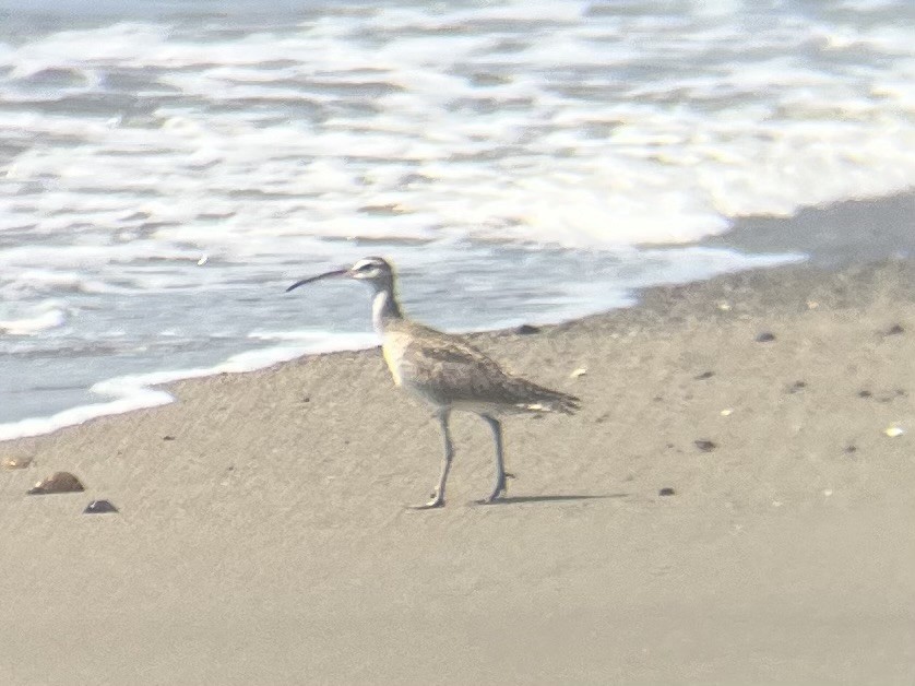 Hudsonian/Eurasian Whimbrel - ML644646507