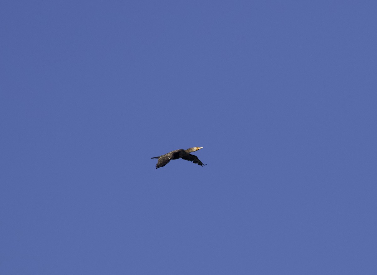 totoppskarv - ML644646508