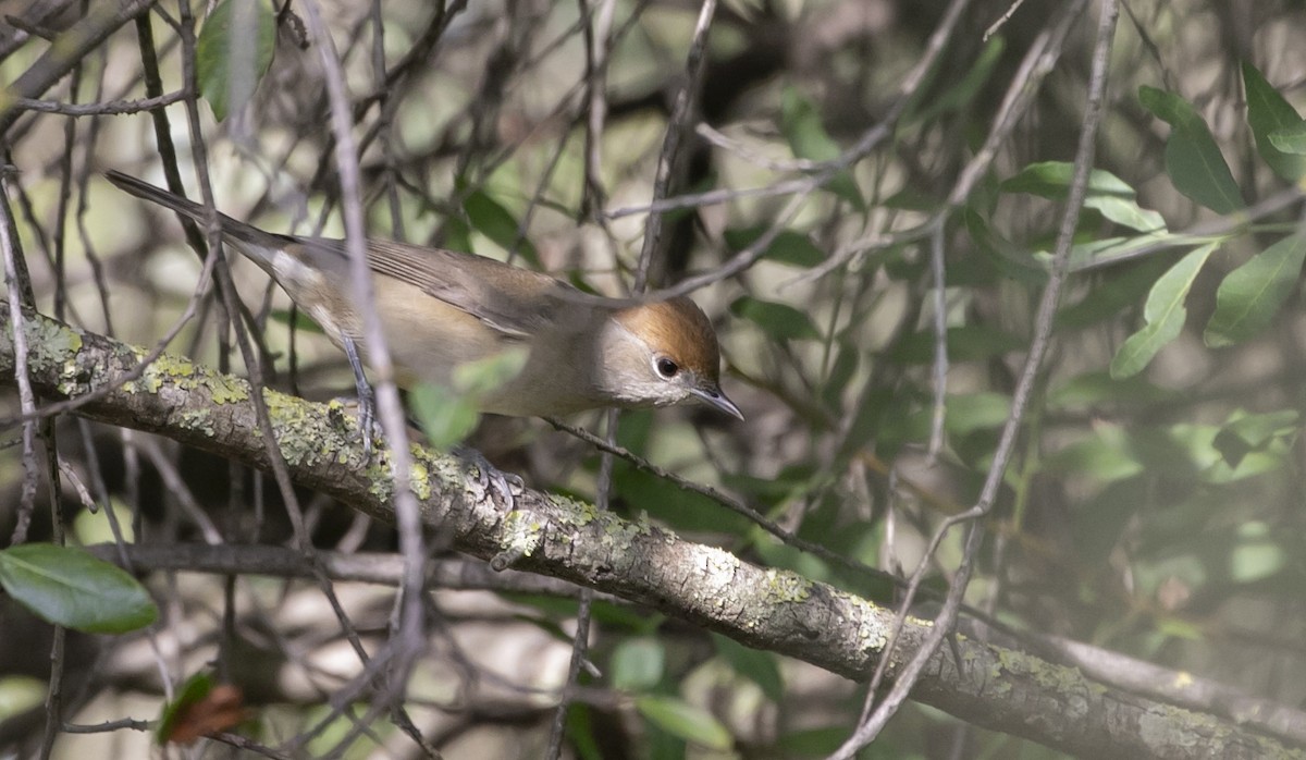 Txinbo kaskabeltza - ML644646510