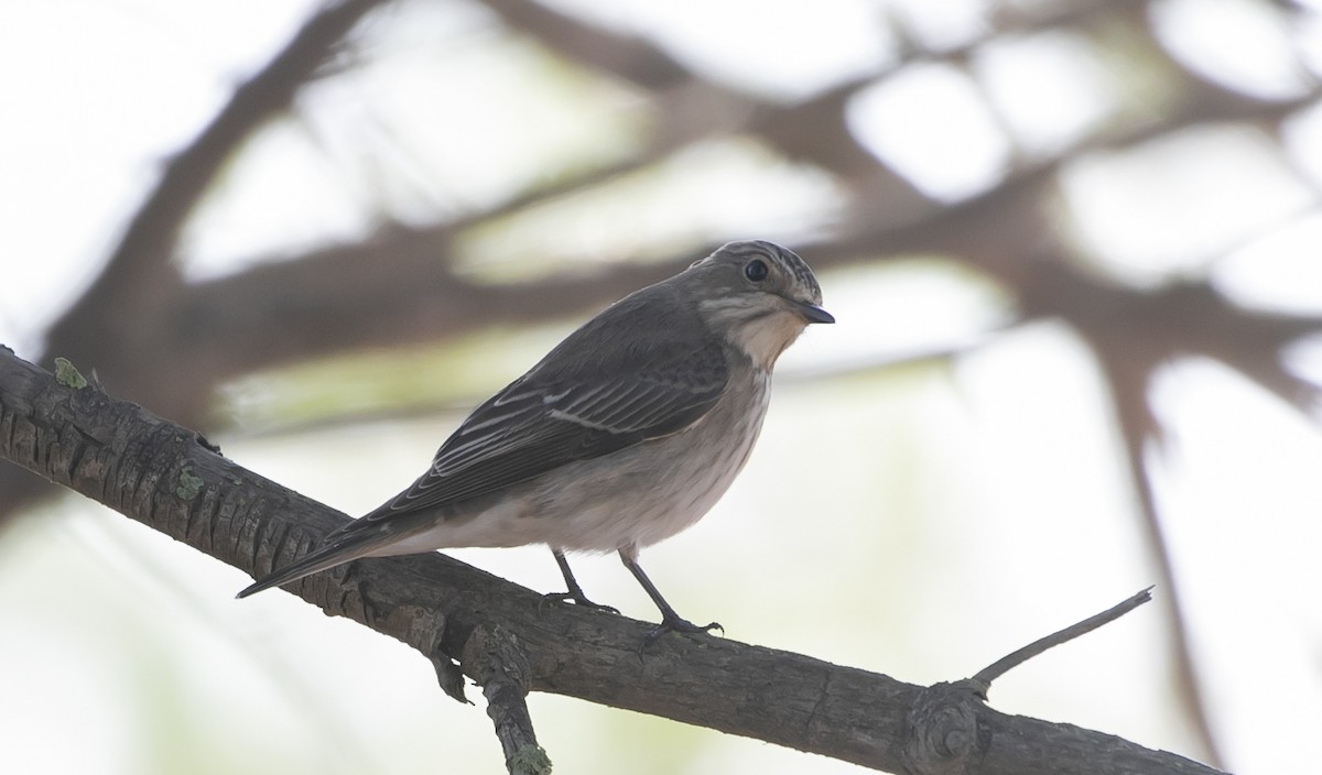 Бөртөт намнаахай - ML644646516