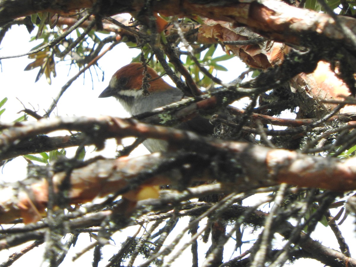 Atlapetes Orejirrufo - ML644646518