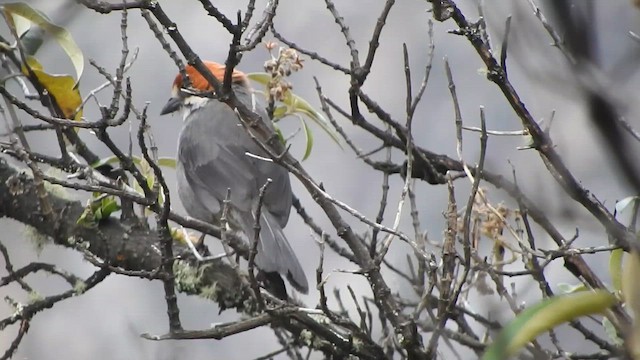 Atlapetes Orejirrufo - ML644646519