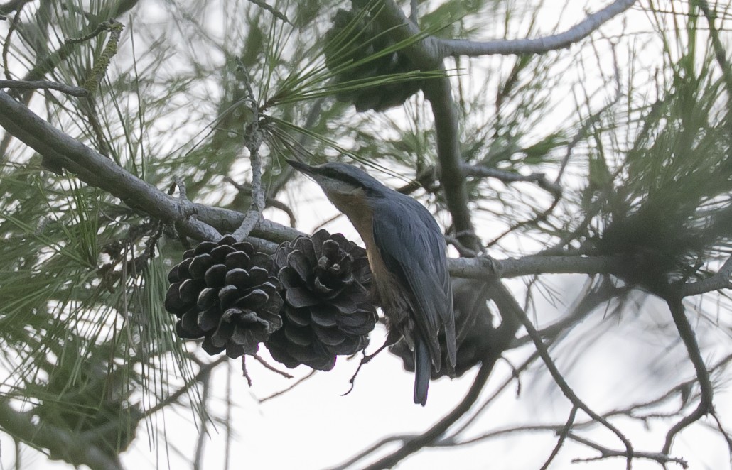 Trepador Azul - ML644646522