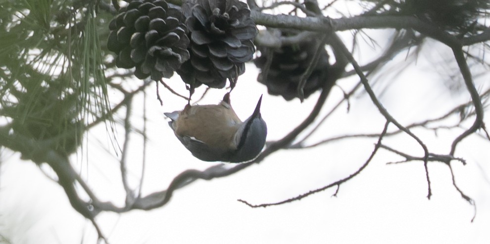 Trepador Azul - ML644646523