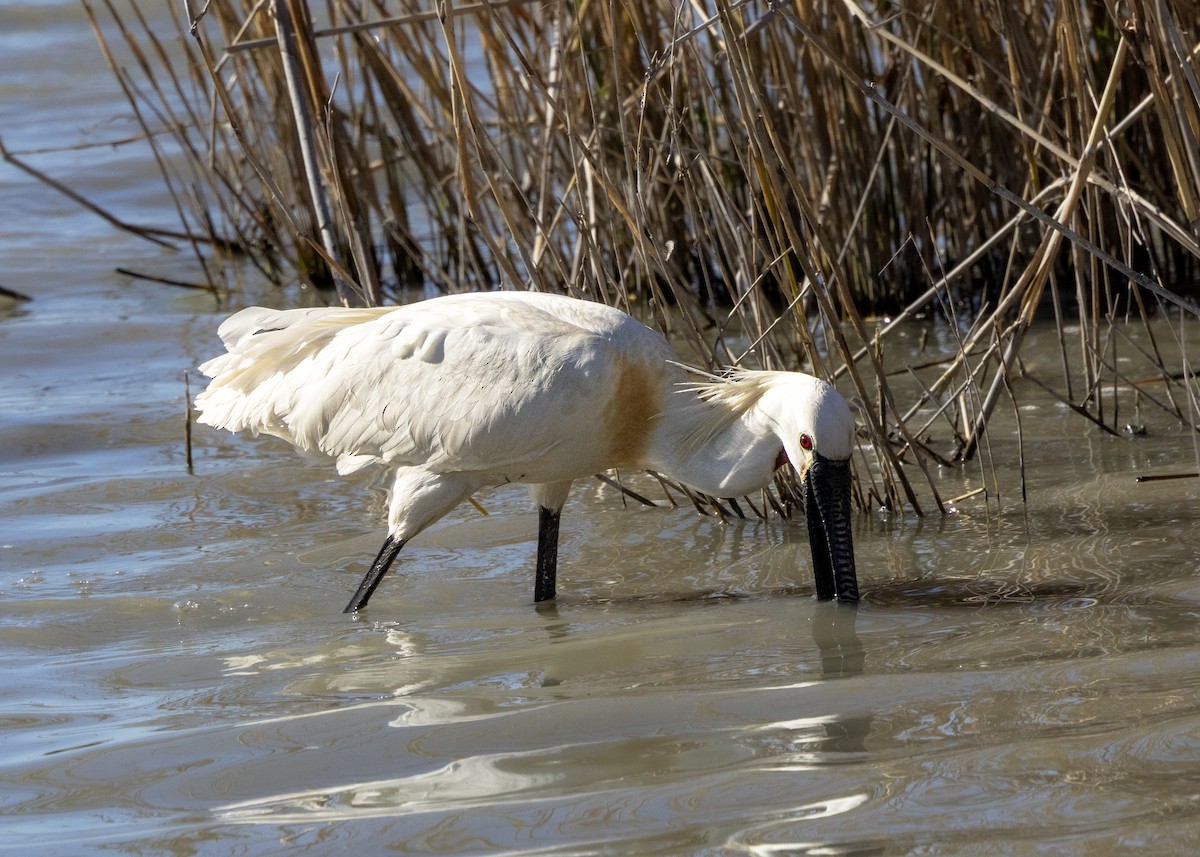 Espátula Común - ML644646524