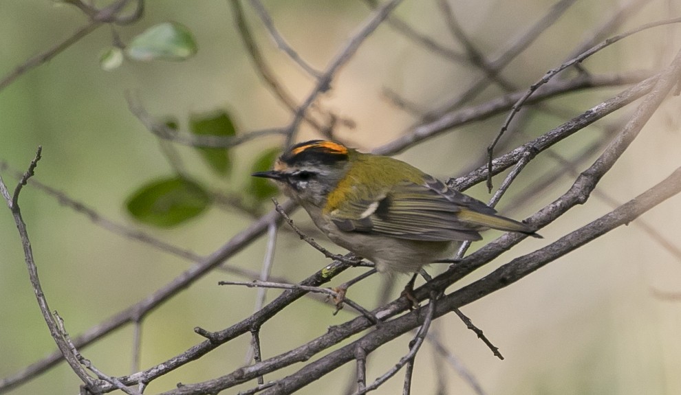 Reyezuelo Listado - ML644646525