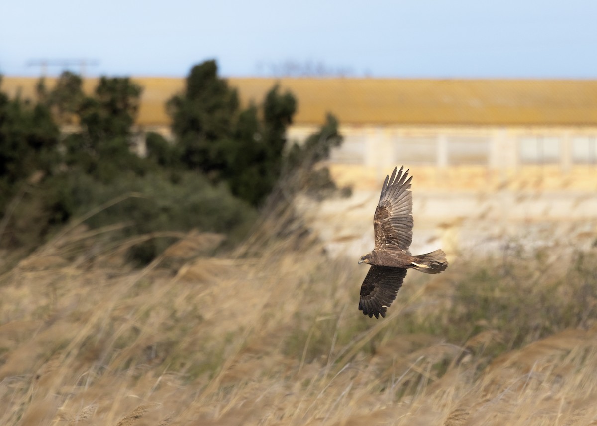 Aguilucho Lagunero Occidental - ML644646526