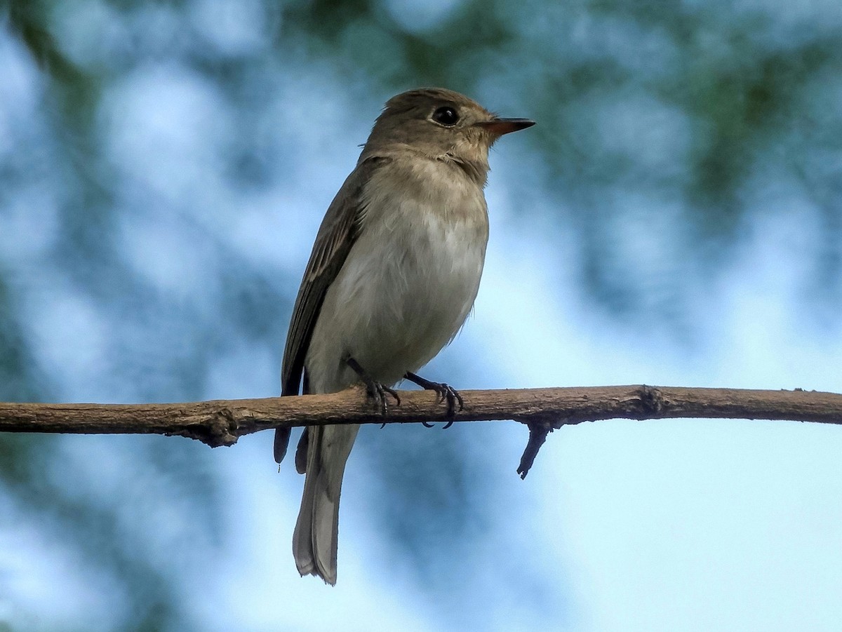 Papamoscas Pardo Asiático - ML644646530