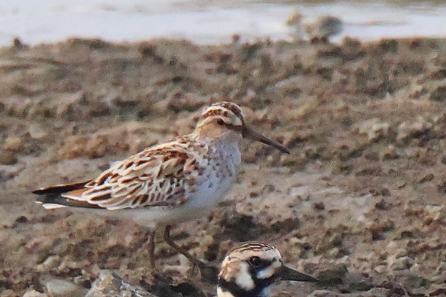 חרמשית - ML644646534