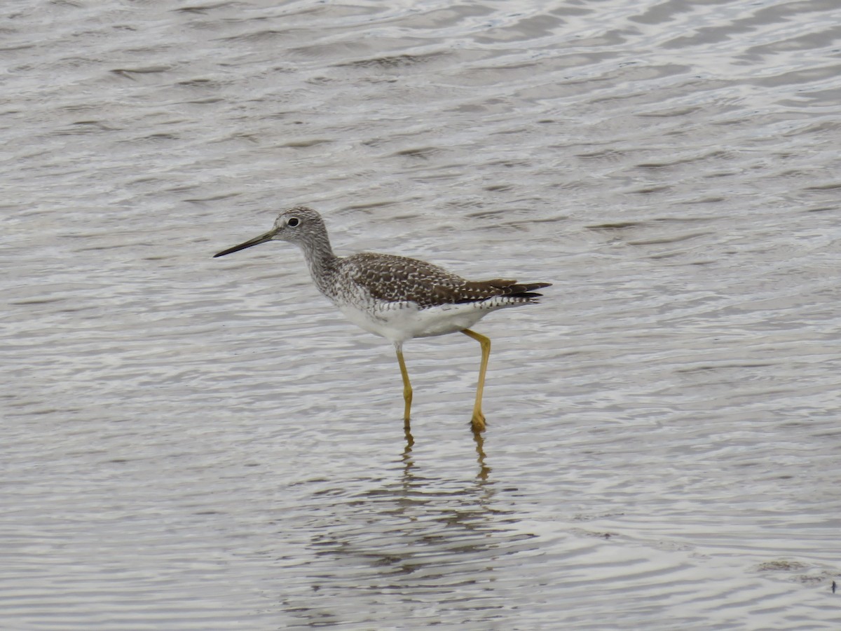 Archibebe Patigualdo Grande - ML644646535