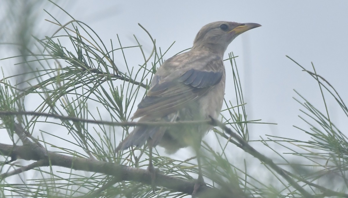Estornino Rosado - ML644646536