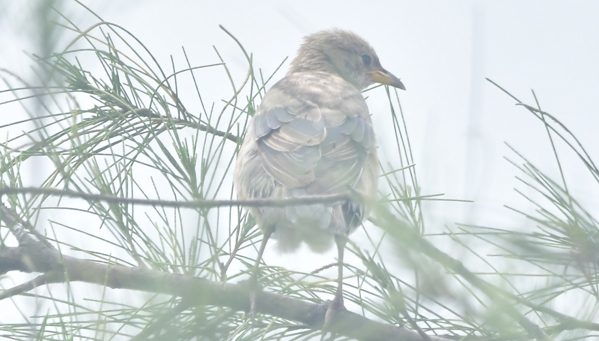 Estornino Rosado - ML644646537