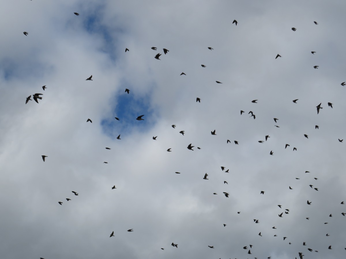 Golondrina Bicolor - ML644646540