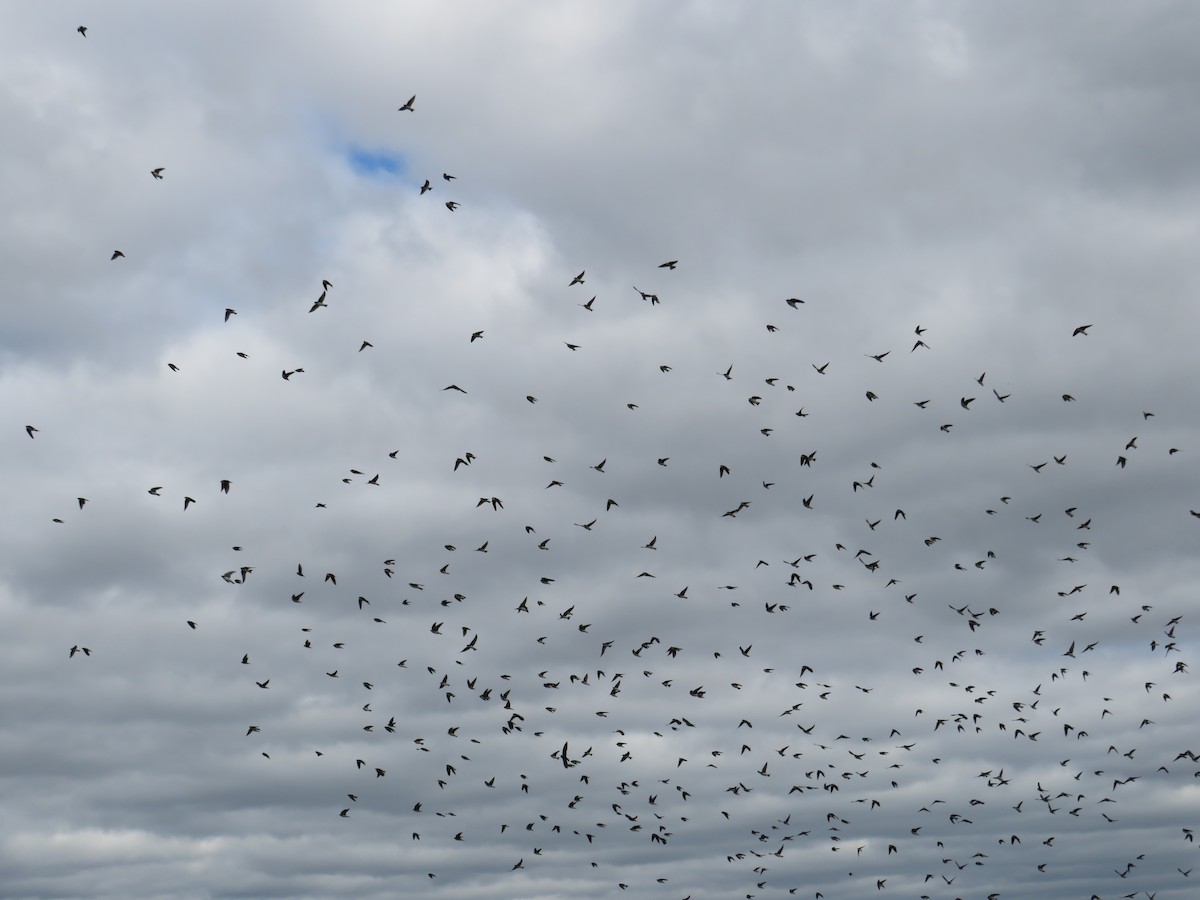 Golondrina Bicolor - ML644646541