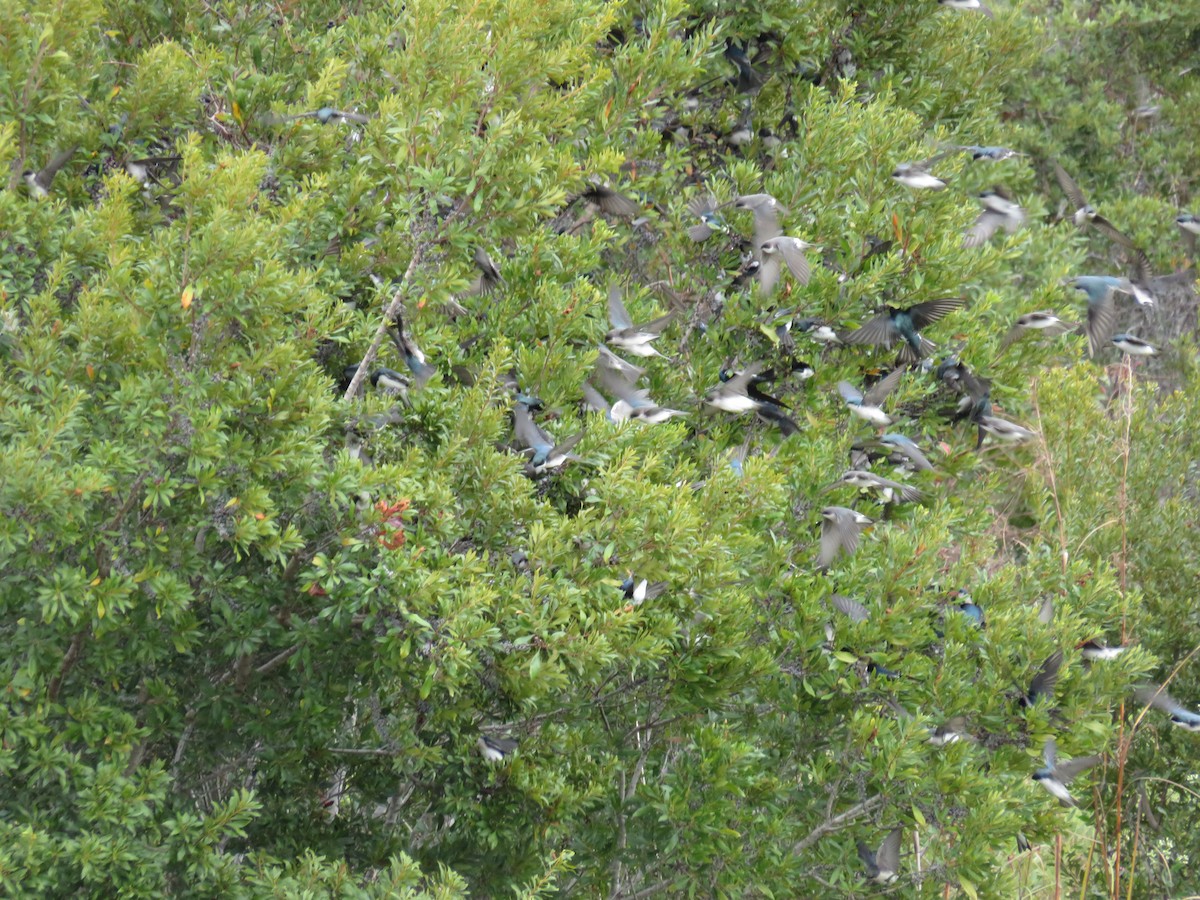 Golondrina Bicolor - ML644646542