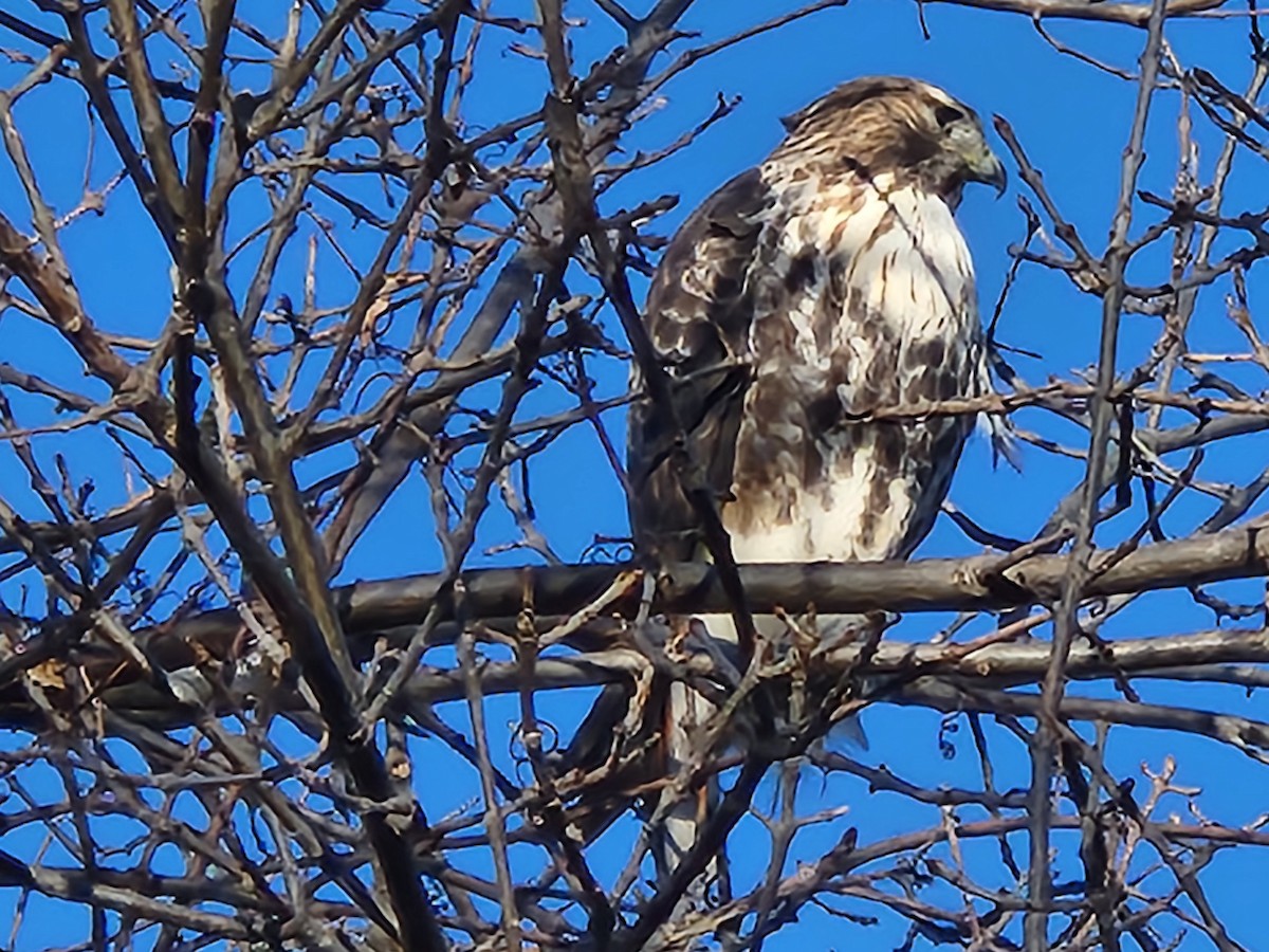 rødstjertvåk - ML644646543