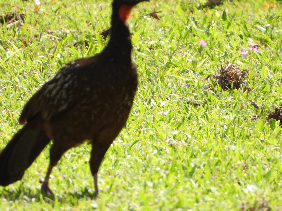 Yungasguan - ML644646544