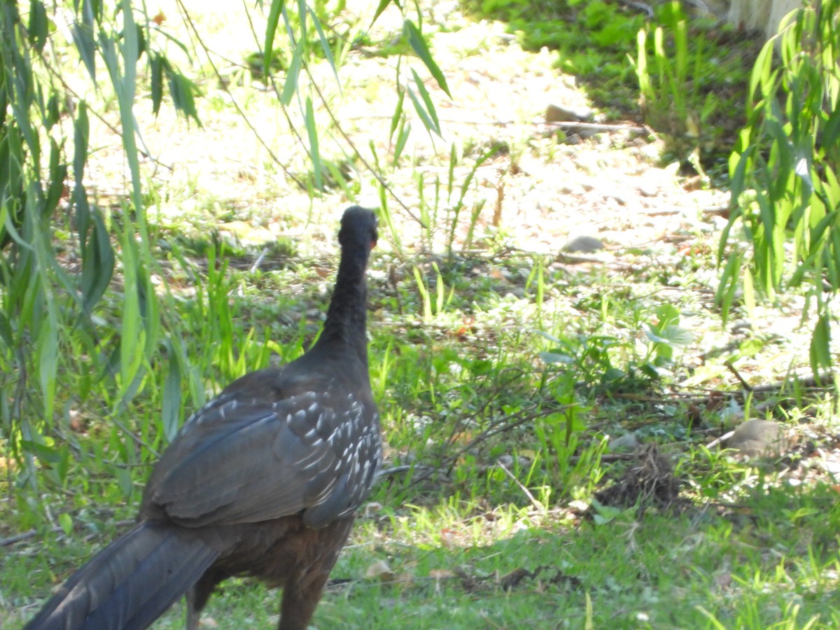 Yungasguan - ML644646545