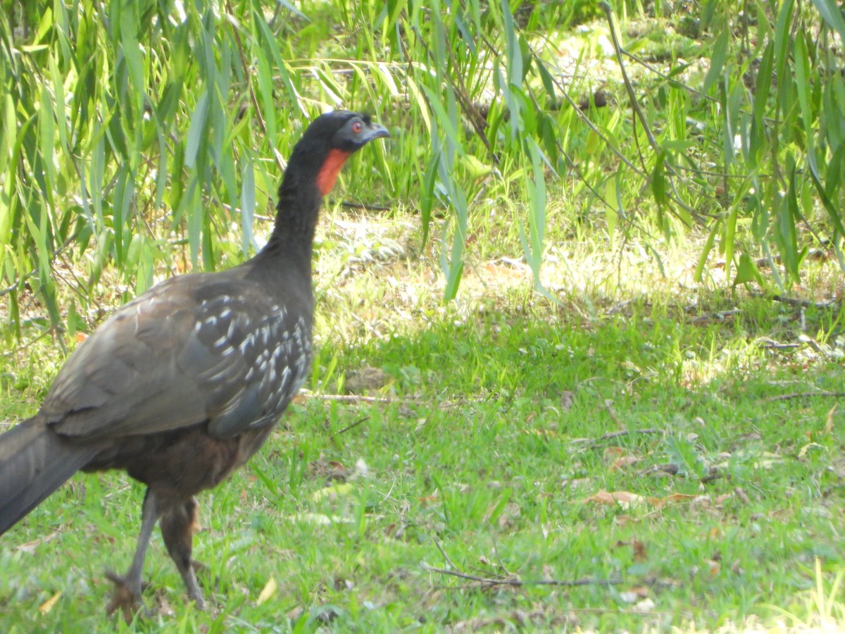 Yungasguan - ML644646546