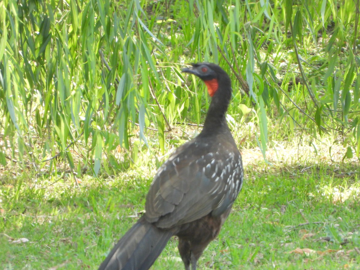 Yungasguan - ML644646547