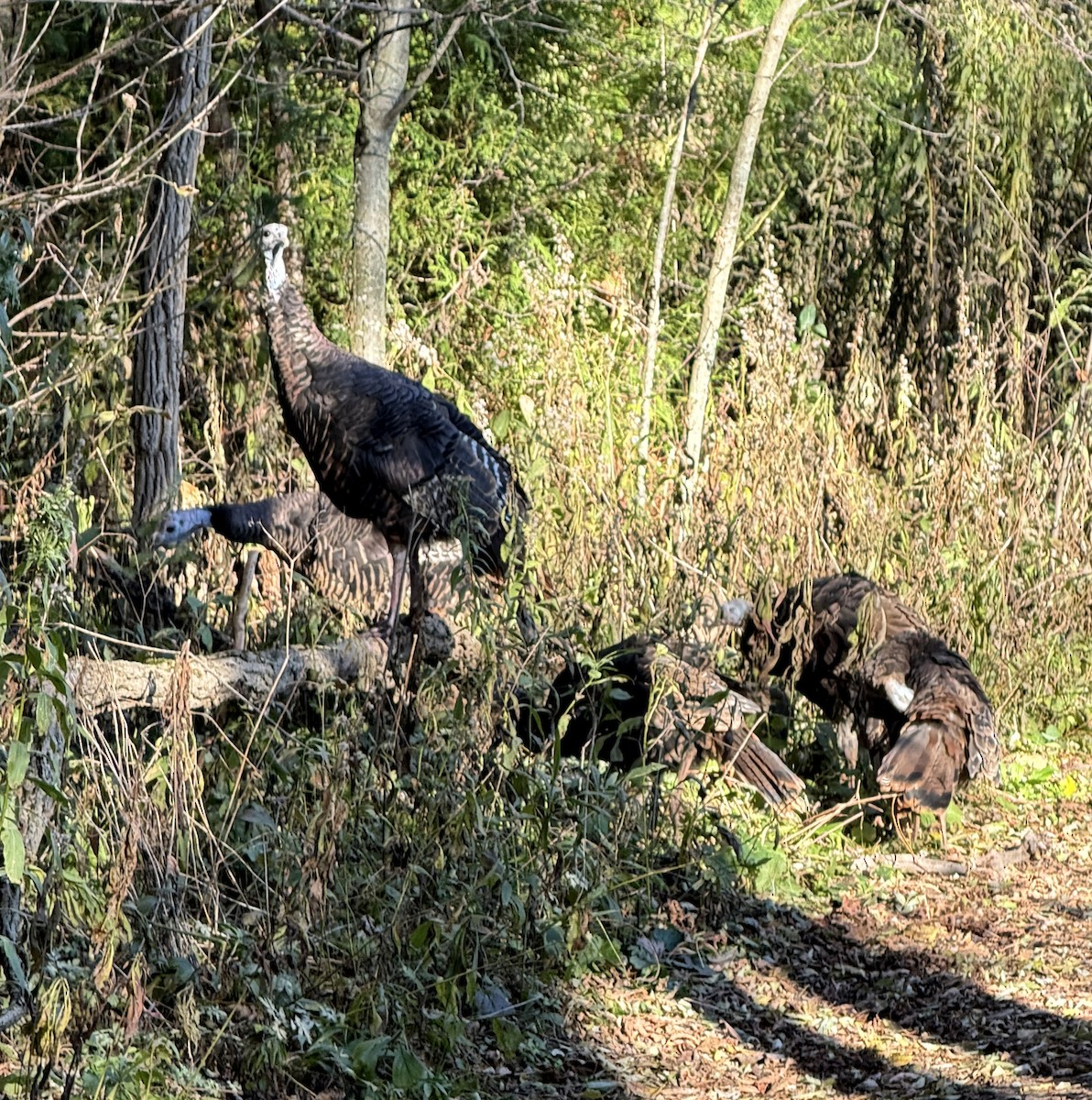 Tacchino selvatico - ML644646549