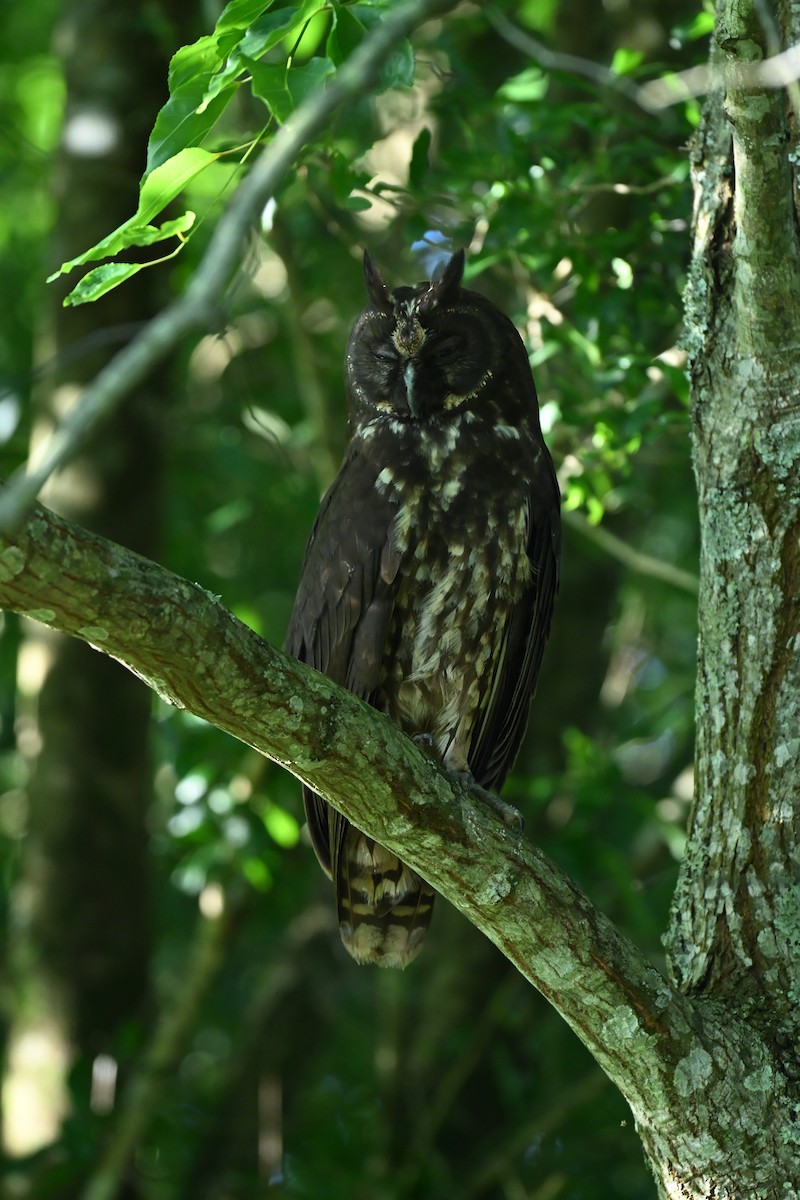 Stygian Owl - ML644646551