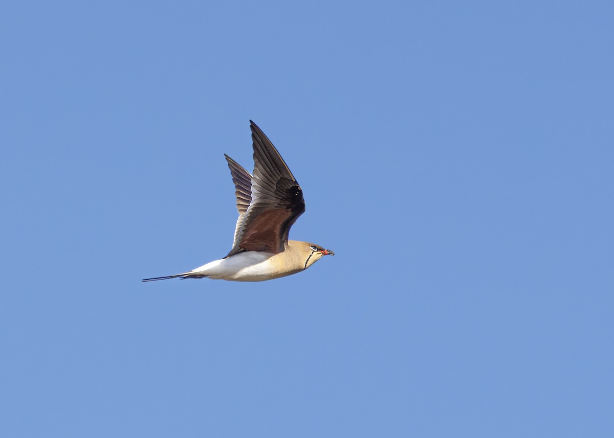 Collared Pratincole - ML644646553