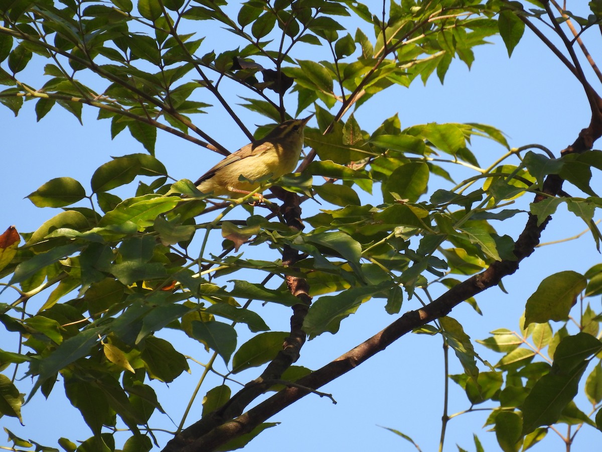 skrentsanger - ML644646554