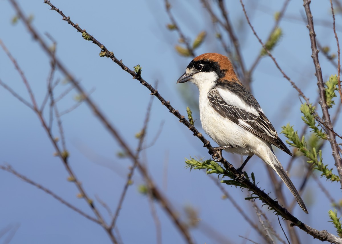 ťuhýk rudohlavý - ML644646557