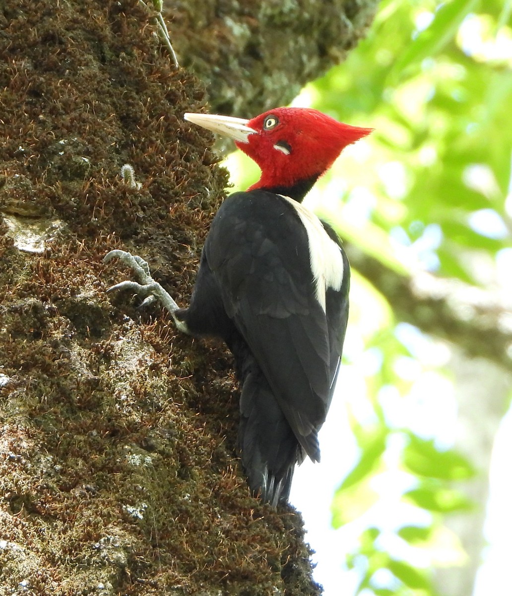 kremryggspett - ML644646562