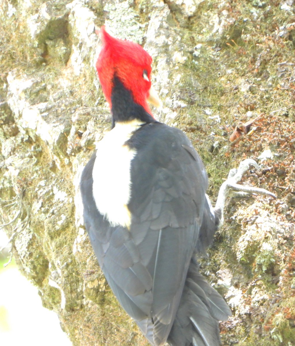 kremryggspett - ML644646563