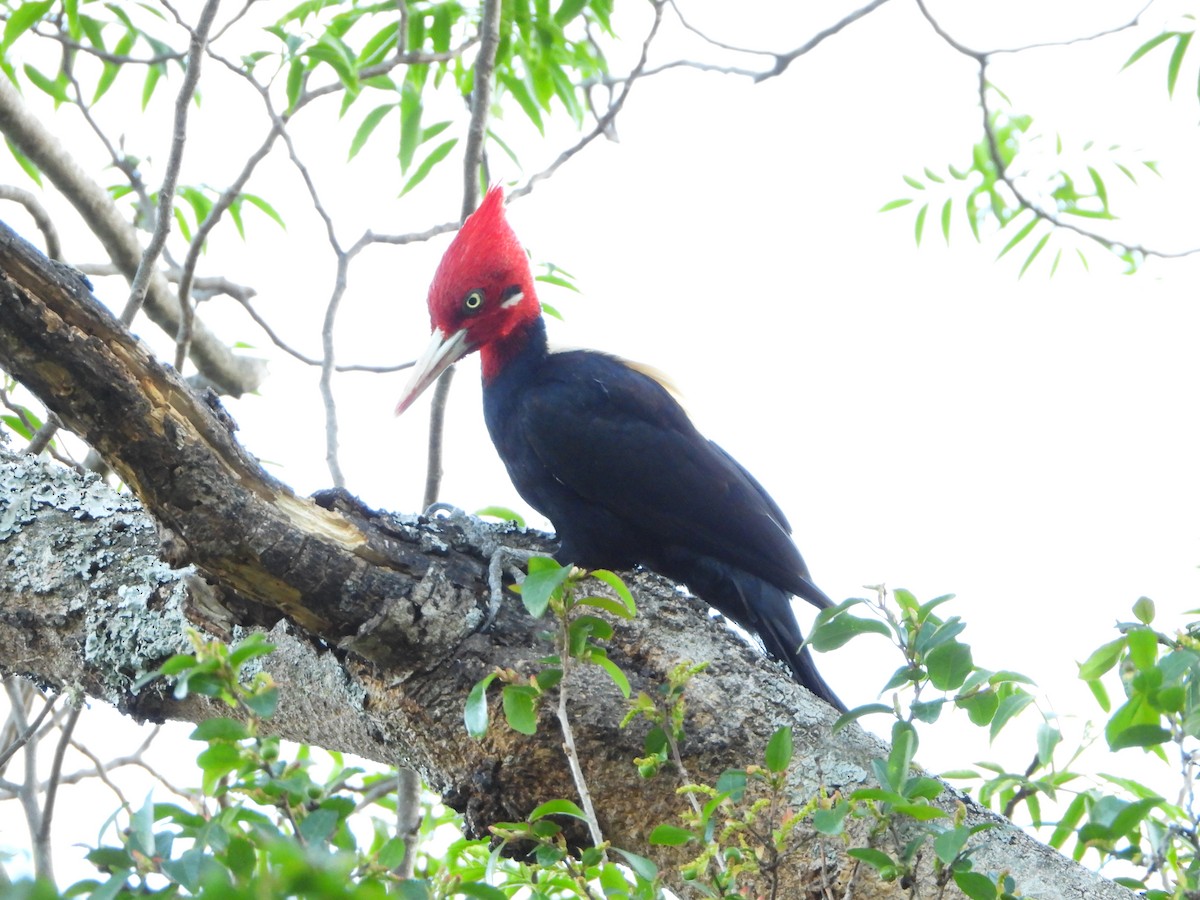 kremryggspett - ML644646564