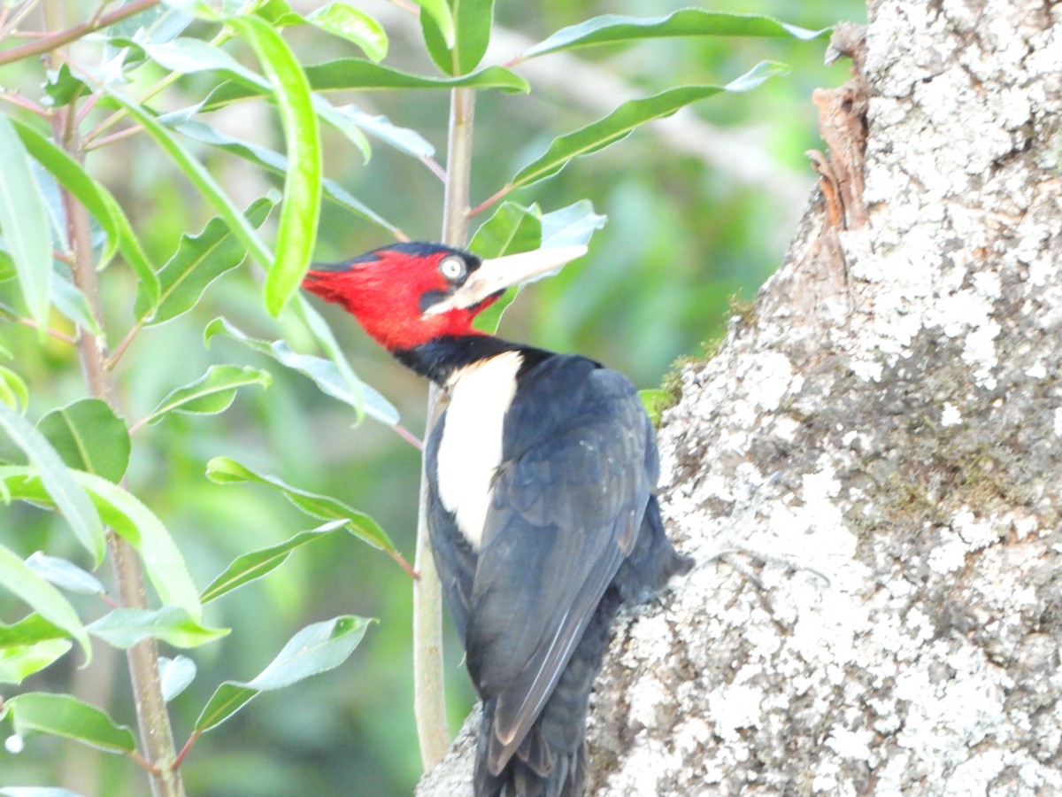 kremryggspett - ML644646565