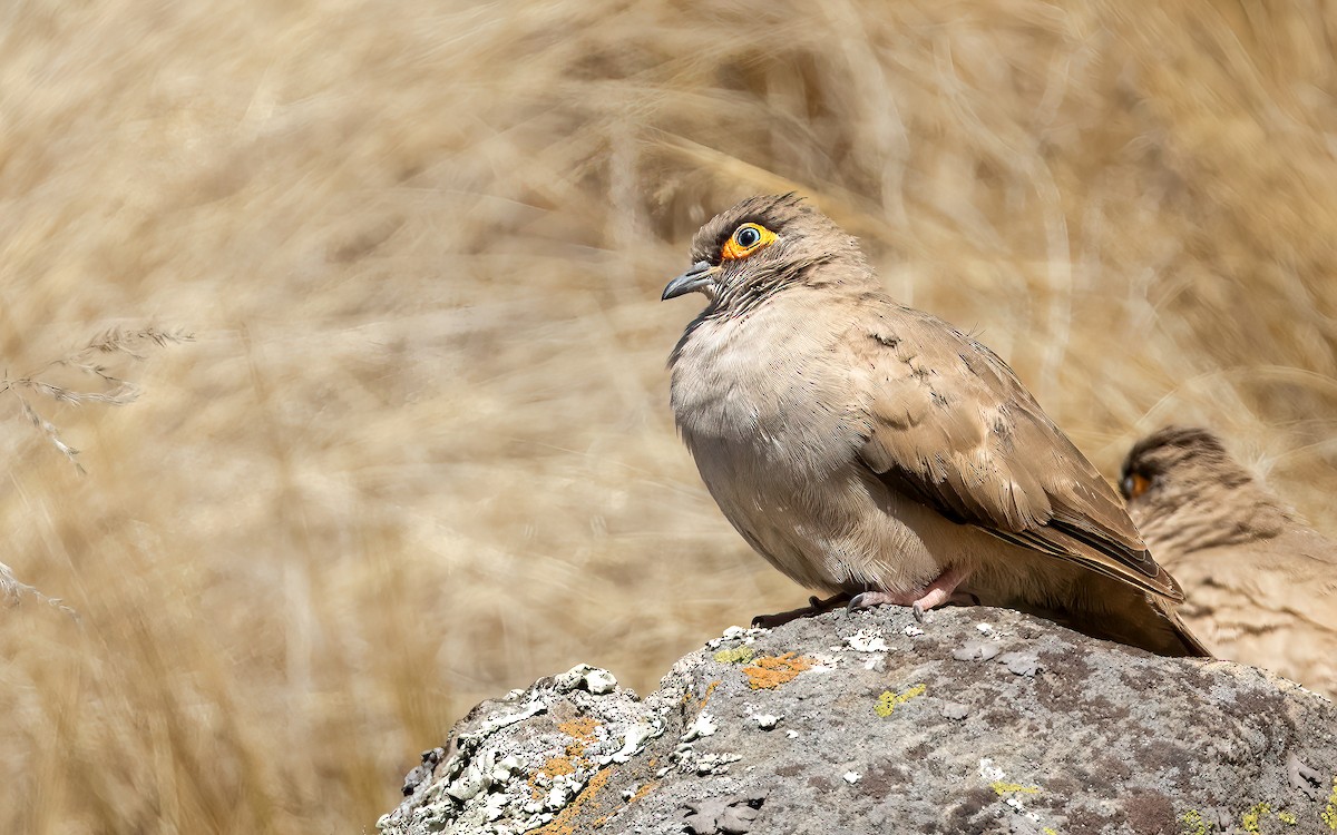 tucumandue - ML644646566