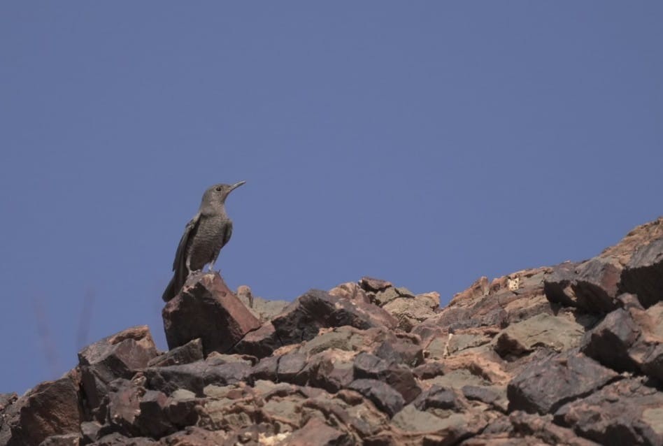 blåtrost - ML644646568