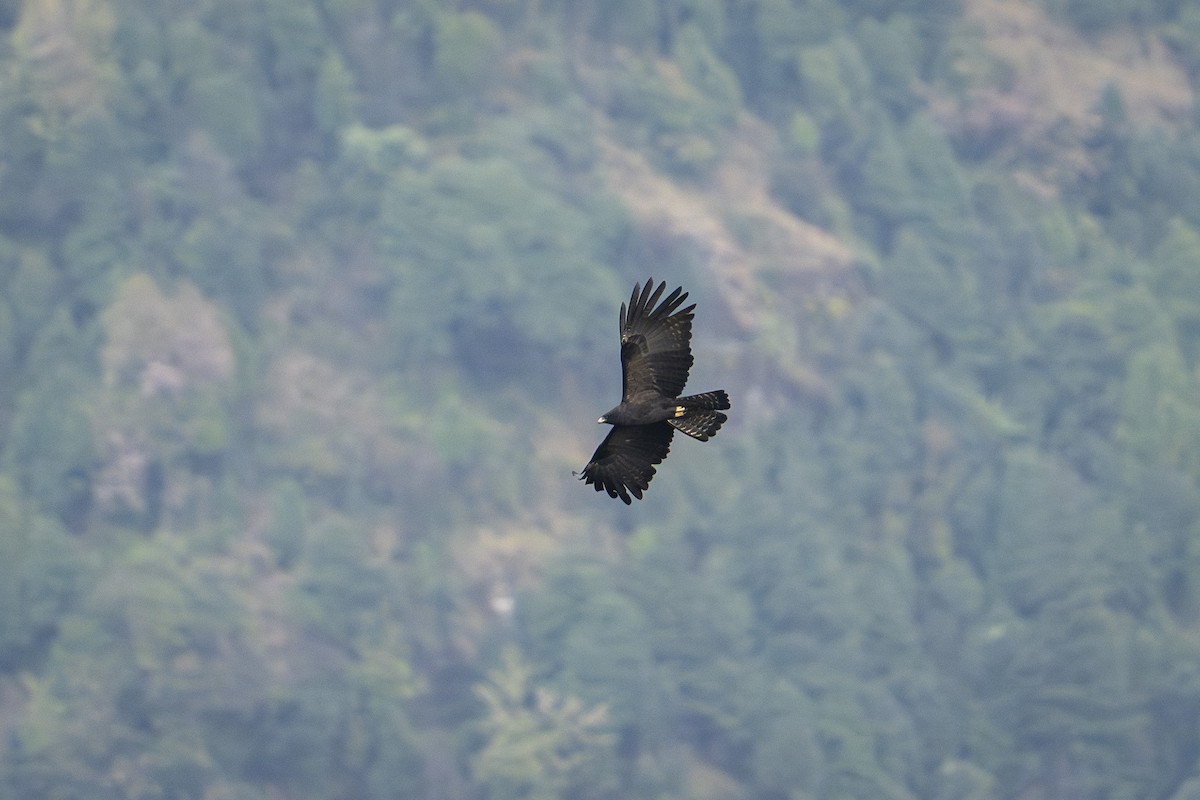 svartørn - ML644646575