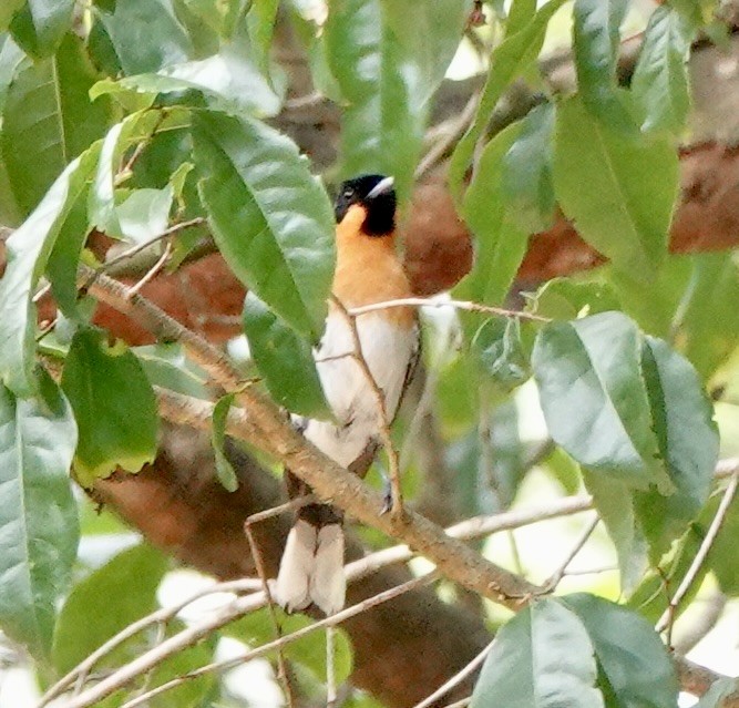 Australian Spectacled Monarch - ML644646577