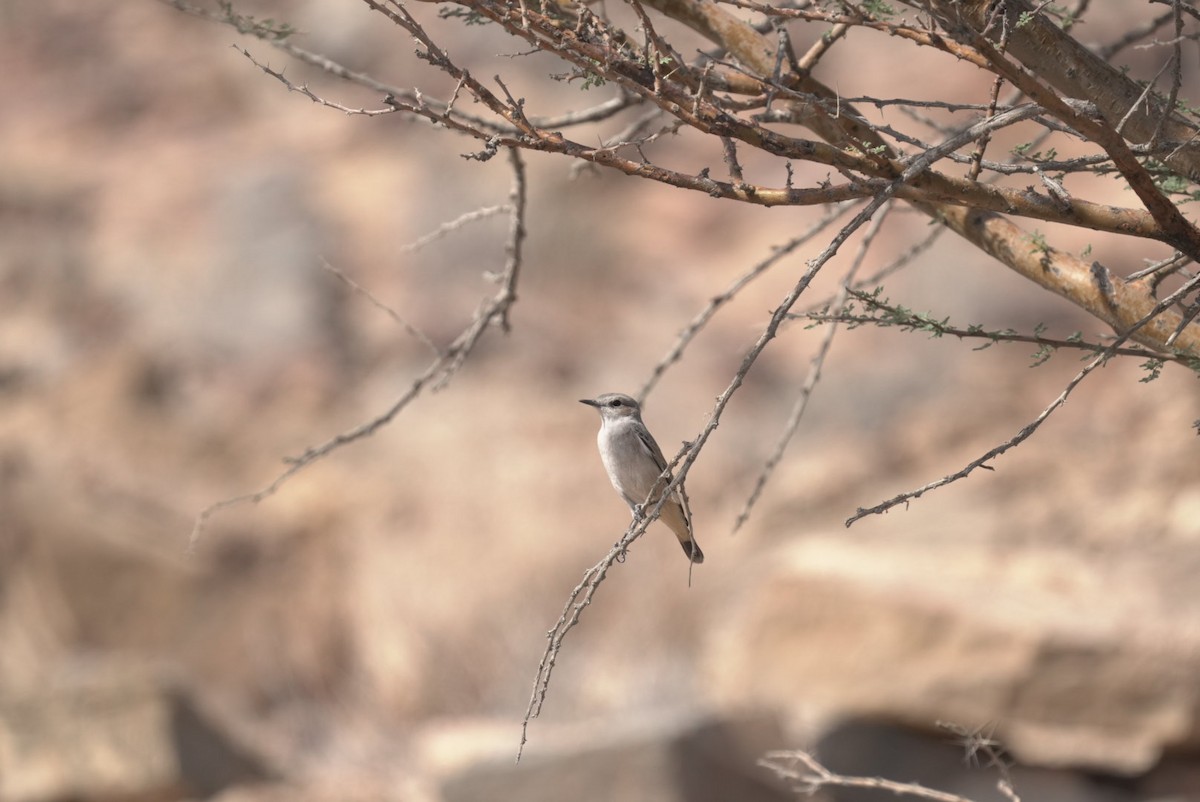 ruststjertsteinskvett - ML644646578